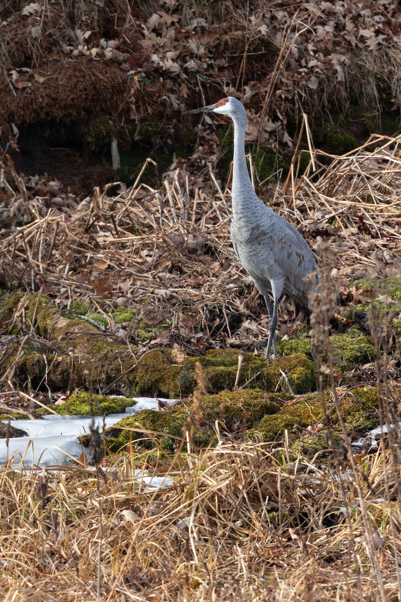 Sandhill Crane - ML641417226