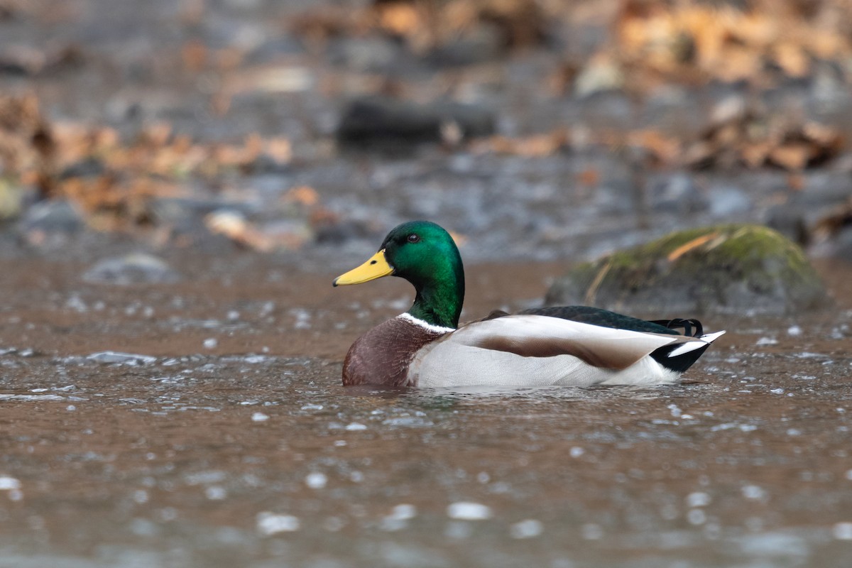 Mallard - ML641417241