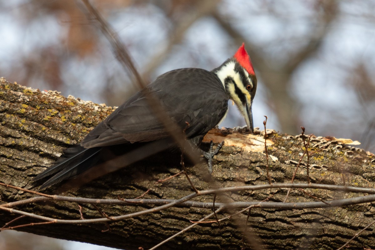 Pileated Woodpecker - ML641417242