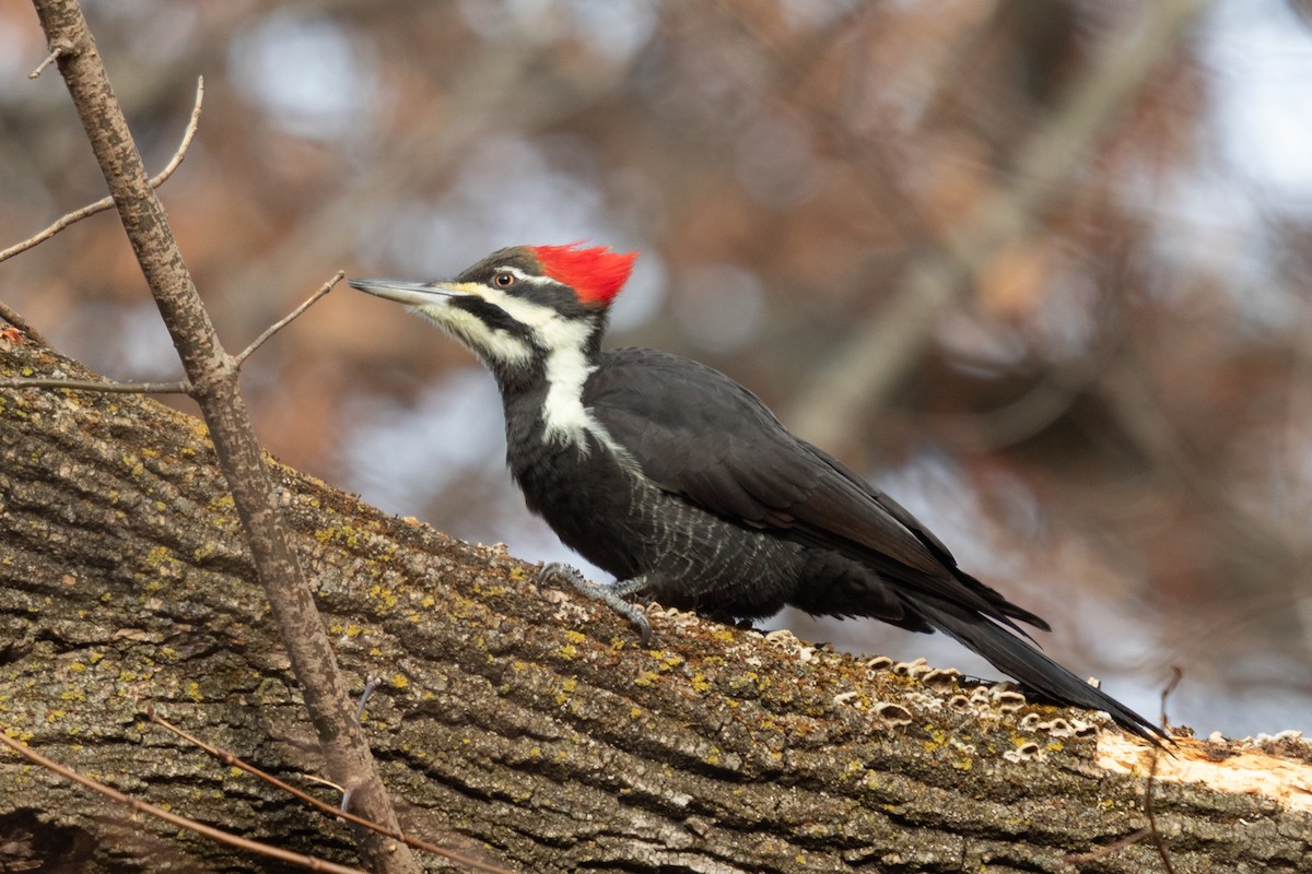 Pileated Woodpecker - ML641417243