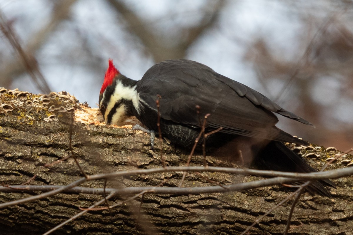 Pileated Woodpecker - ML641417244