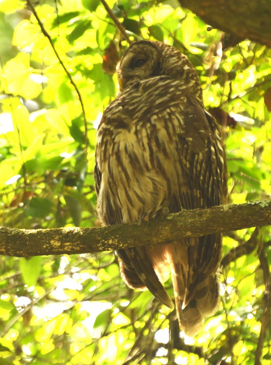 Barred Owl - ML641417245