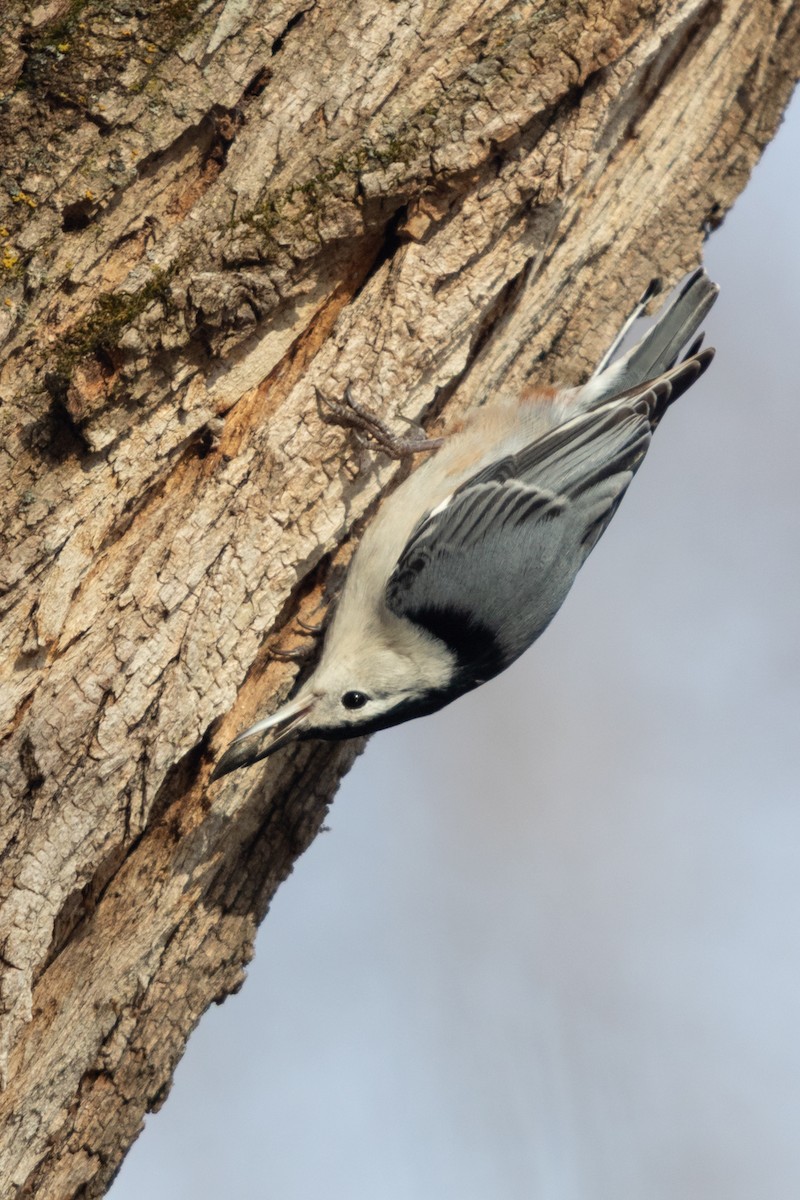 White-breasted Nuthatch - ML641417247