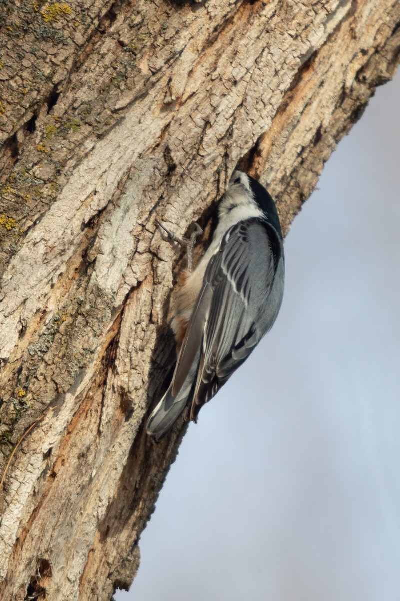 White-breasted Nuthatch - ML641417248