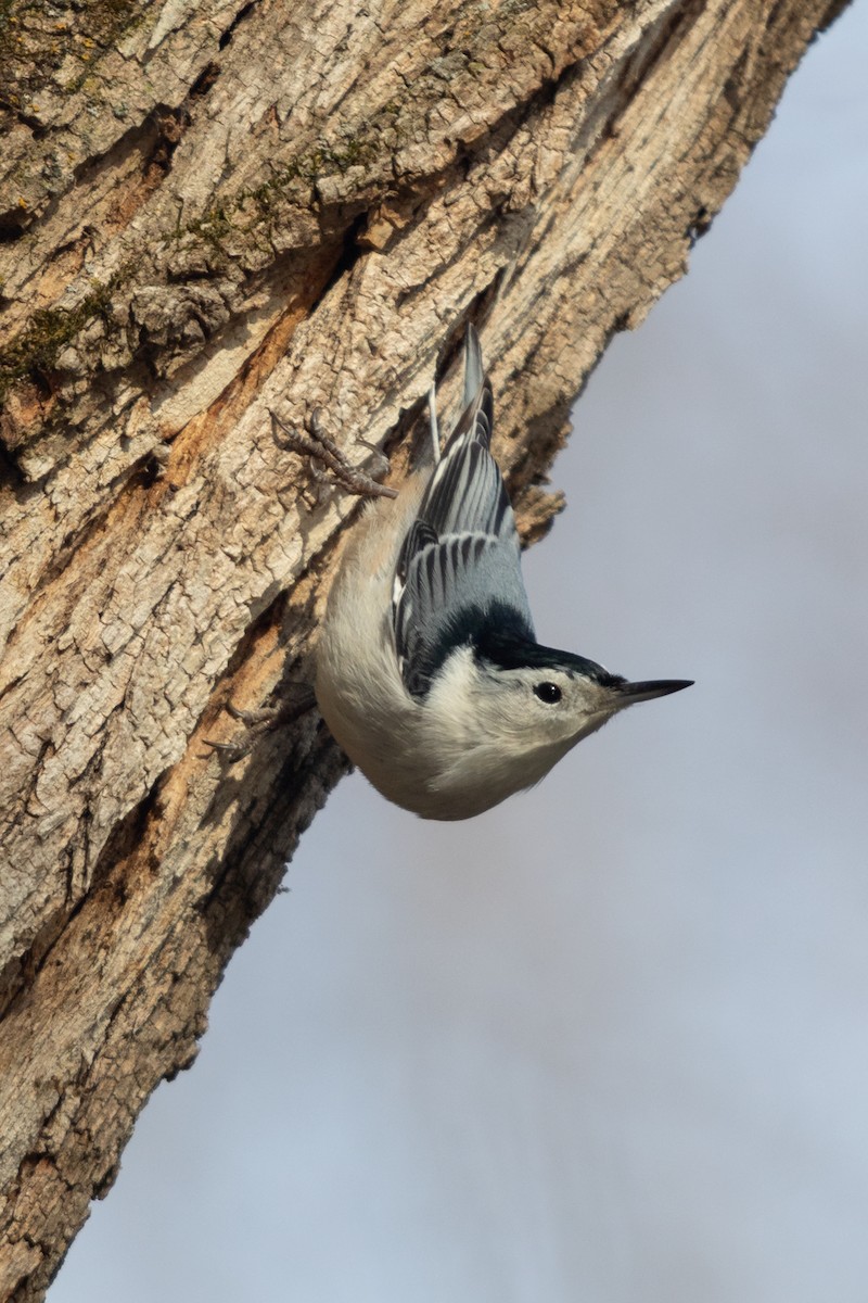 White-breasted Nuthatch - ML641417249