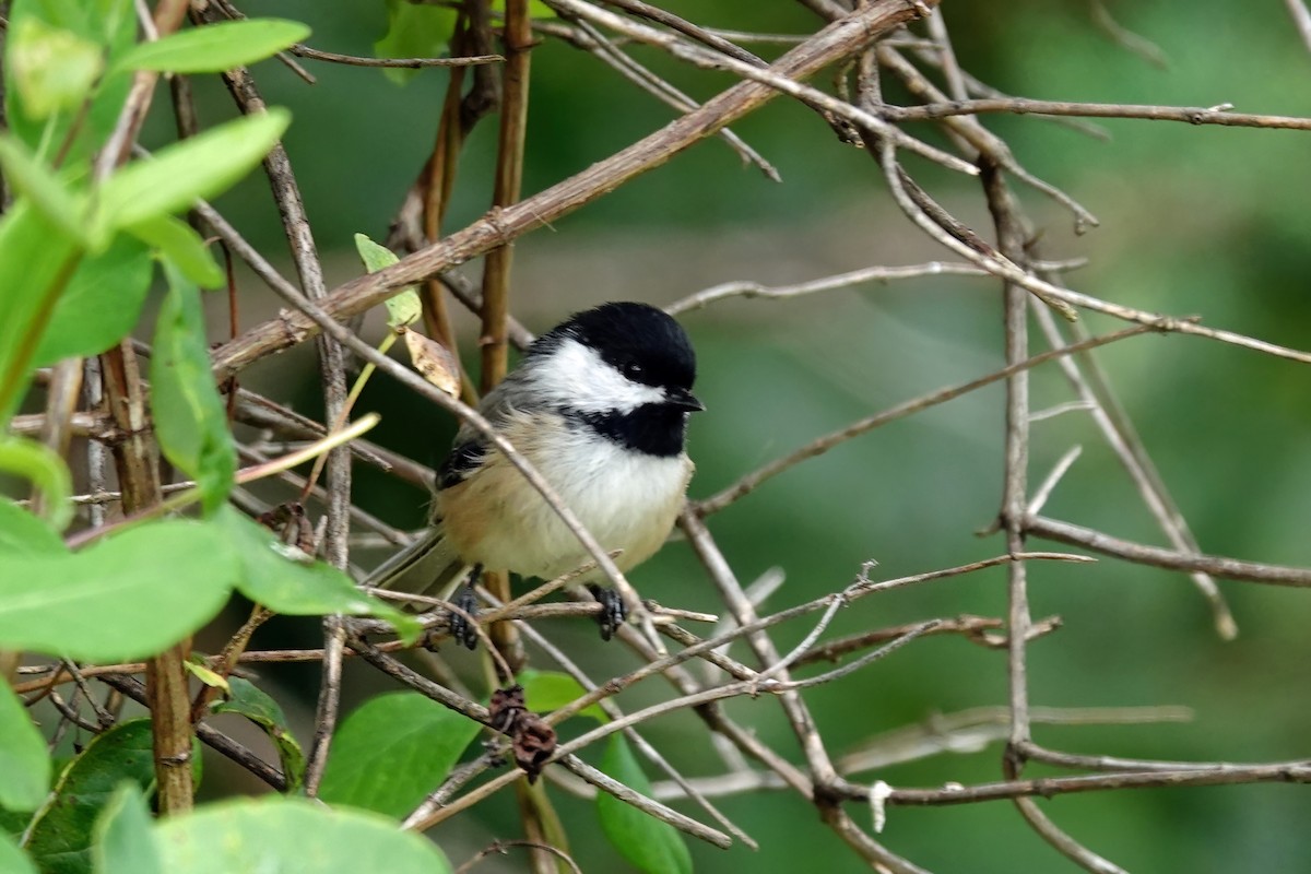 Black-capped Chickadee - ML641417257