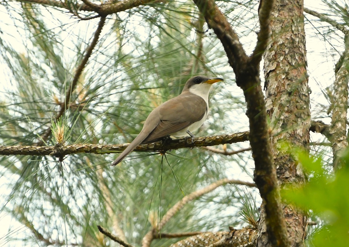 Yellow-billed Cuckoo - ML641417258