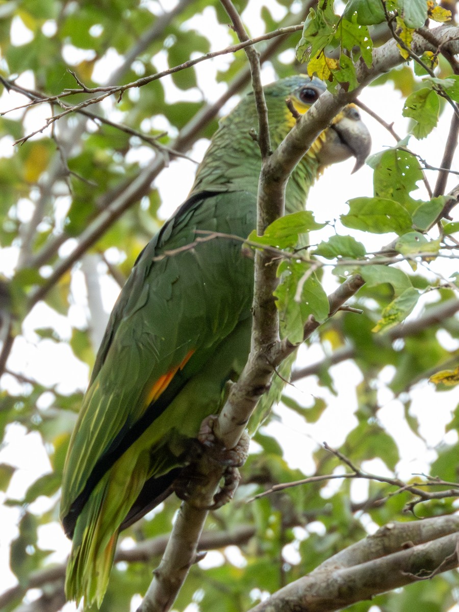 Orange-winged Amazon - ML641417260
