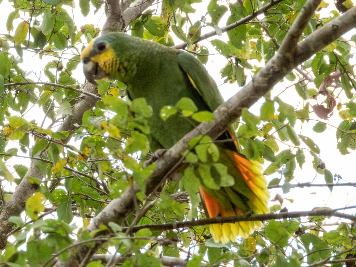 Orange-winged Amazon - ML641417263