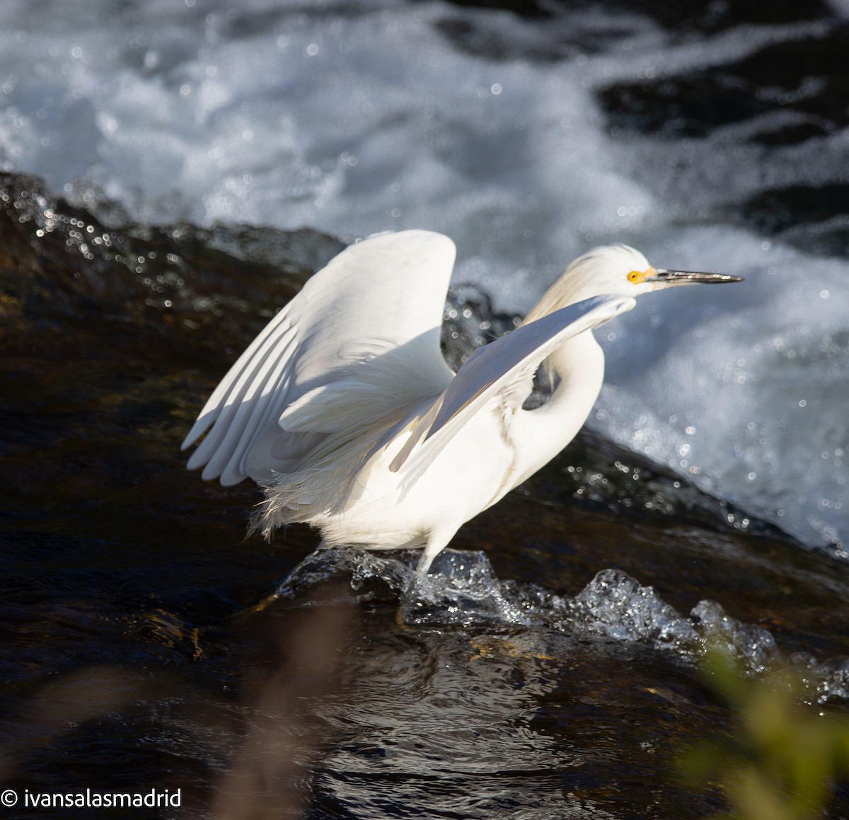 Snowy Egret - ML641417271