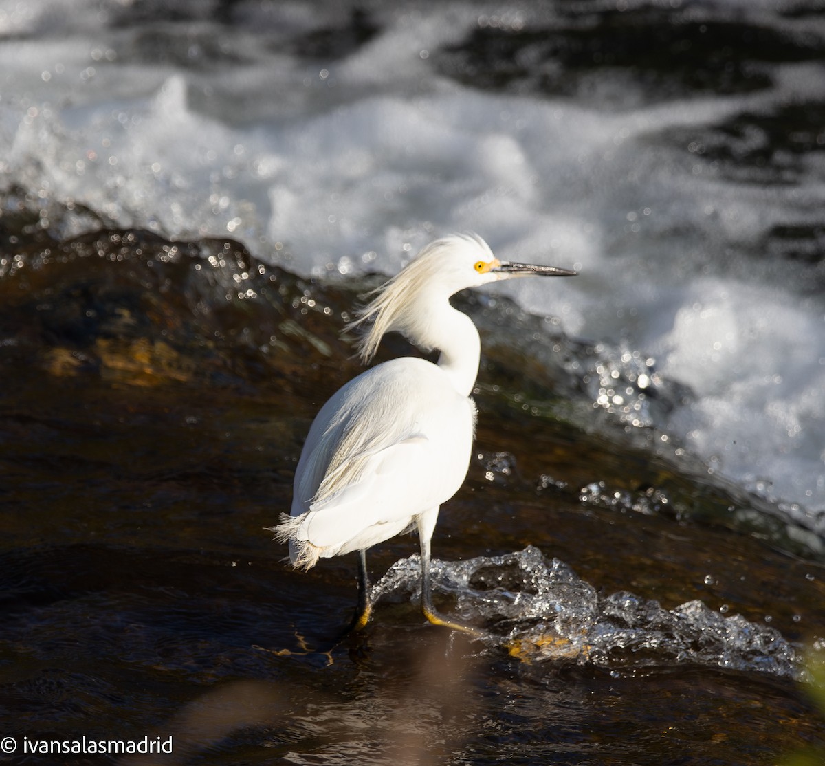 Snowy Egret - ML641417272