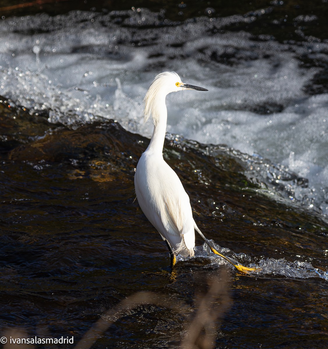 Snowy Egret - ML641417273