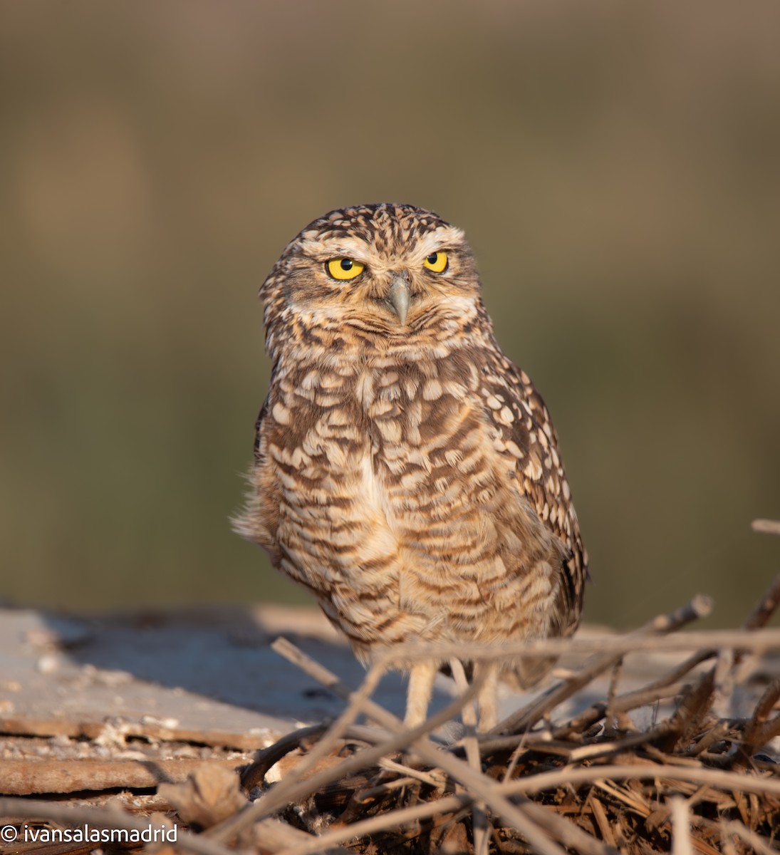 Burrowing Owl - ML641417275