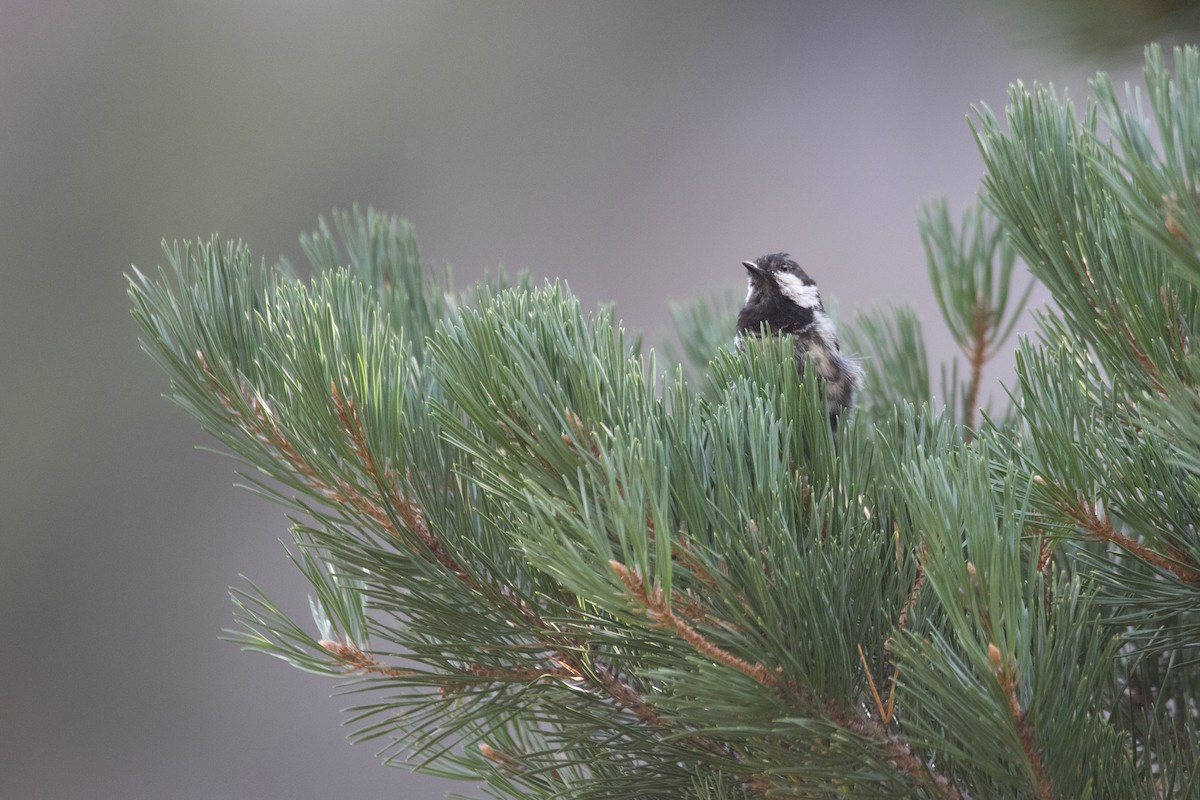 Coal Tit - ML641417277