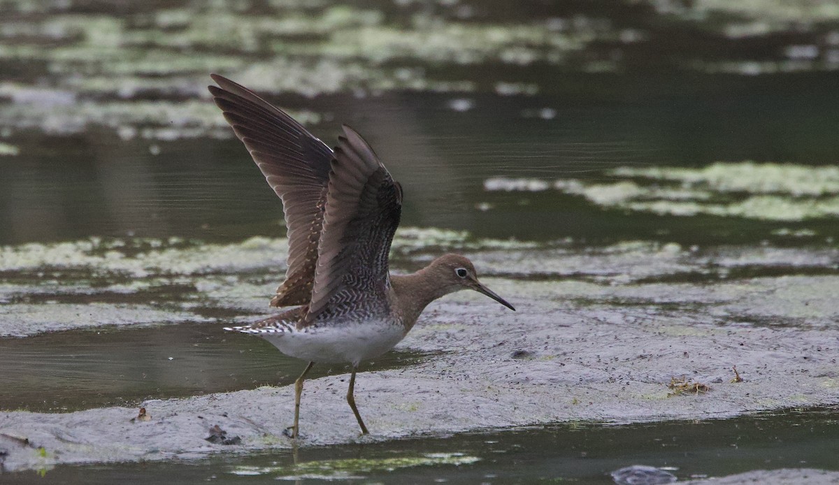 Einsiedelwasserläufer - ML641417288
