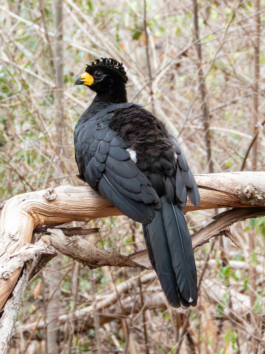 Bare-faced Curassow - ML641417291