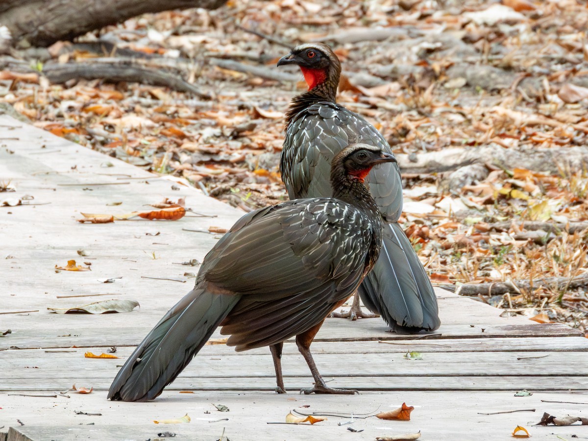 Chestnut-bellied Guan - ML641417299