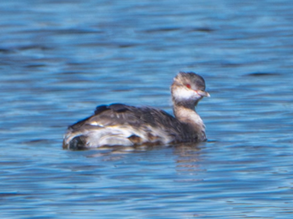 Horned Grebe - ML641417304