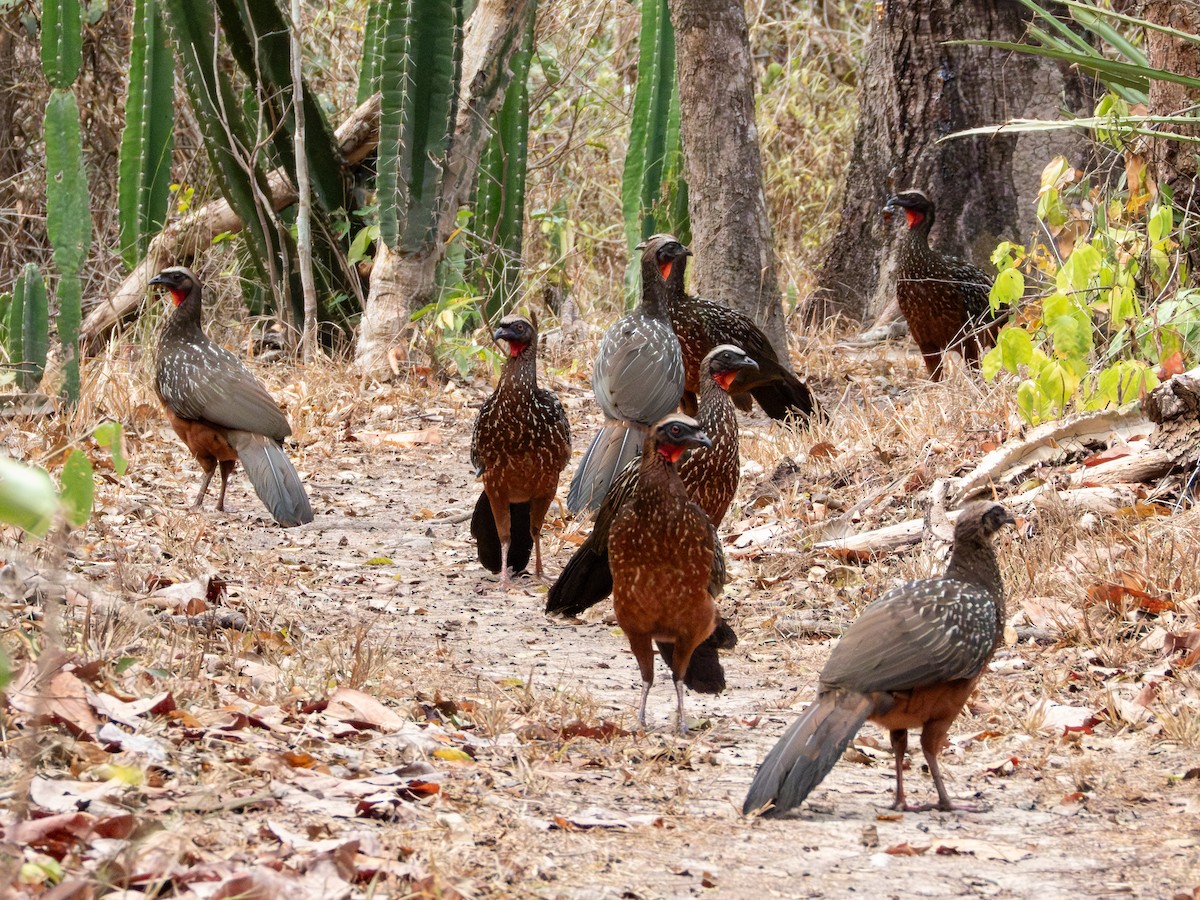 Chestnut-bellied Guan - ML641417306