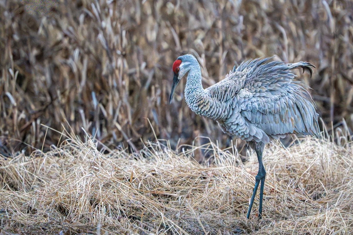 Grulla Canadiense - ML641417316