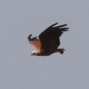 Black-collared Hawk - ML641417328