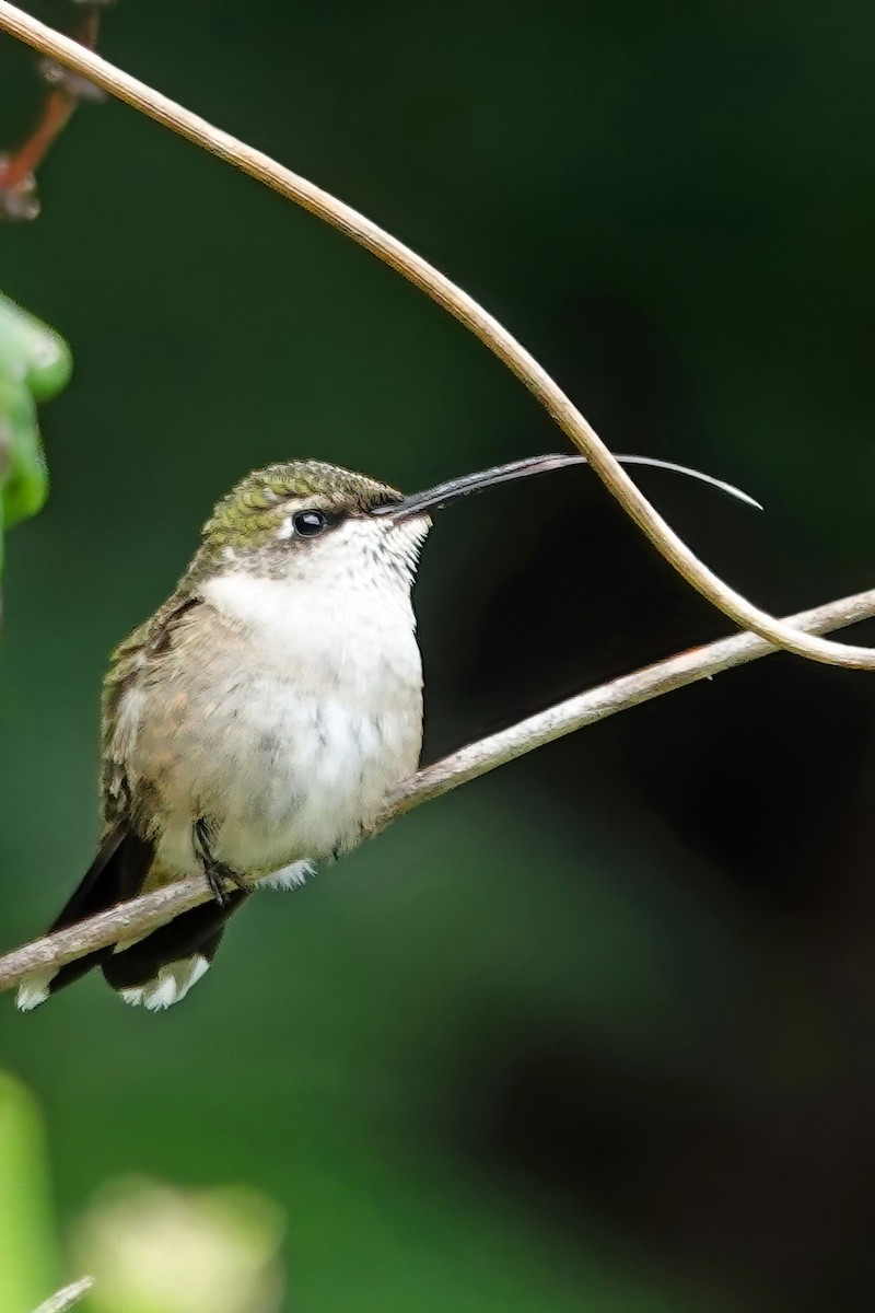 Ruby-throated Hummingbird - ML641417330