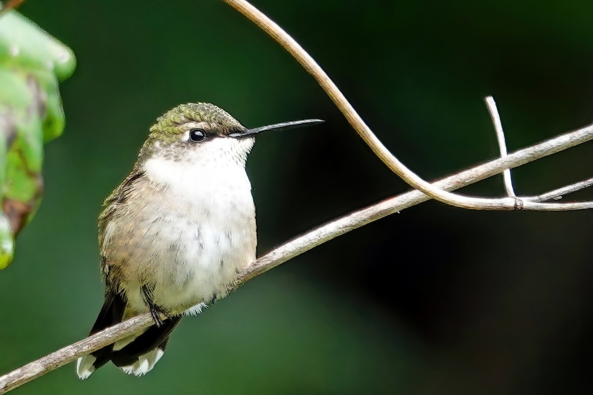 Ruby-throated Hummingbird - ML641417331