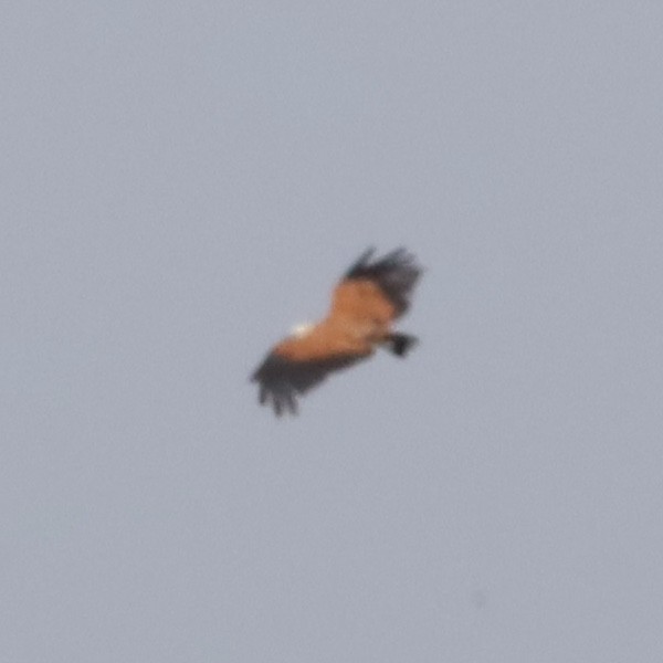 Black-collared Hawk - ML641417332