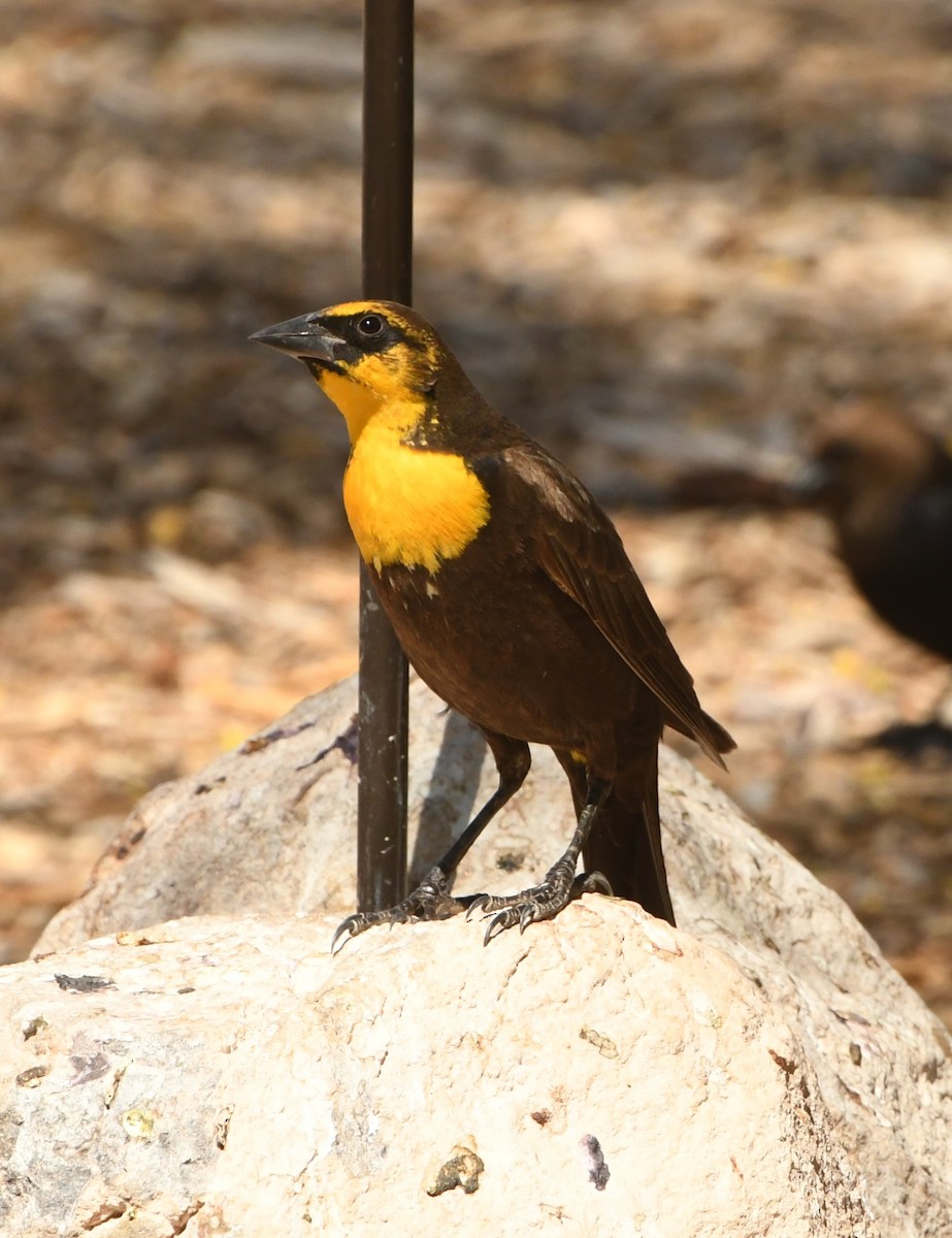 Yellow-headed Blackbird - ML641417348