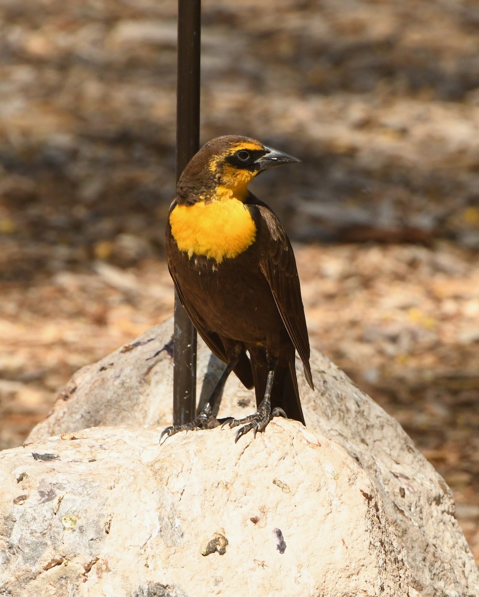 Yellow-headed Blackbird - ML641417349