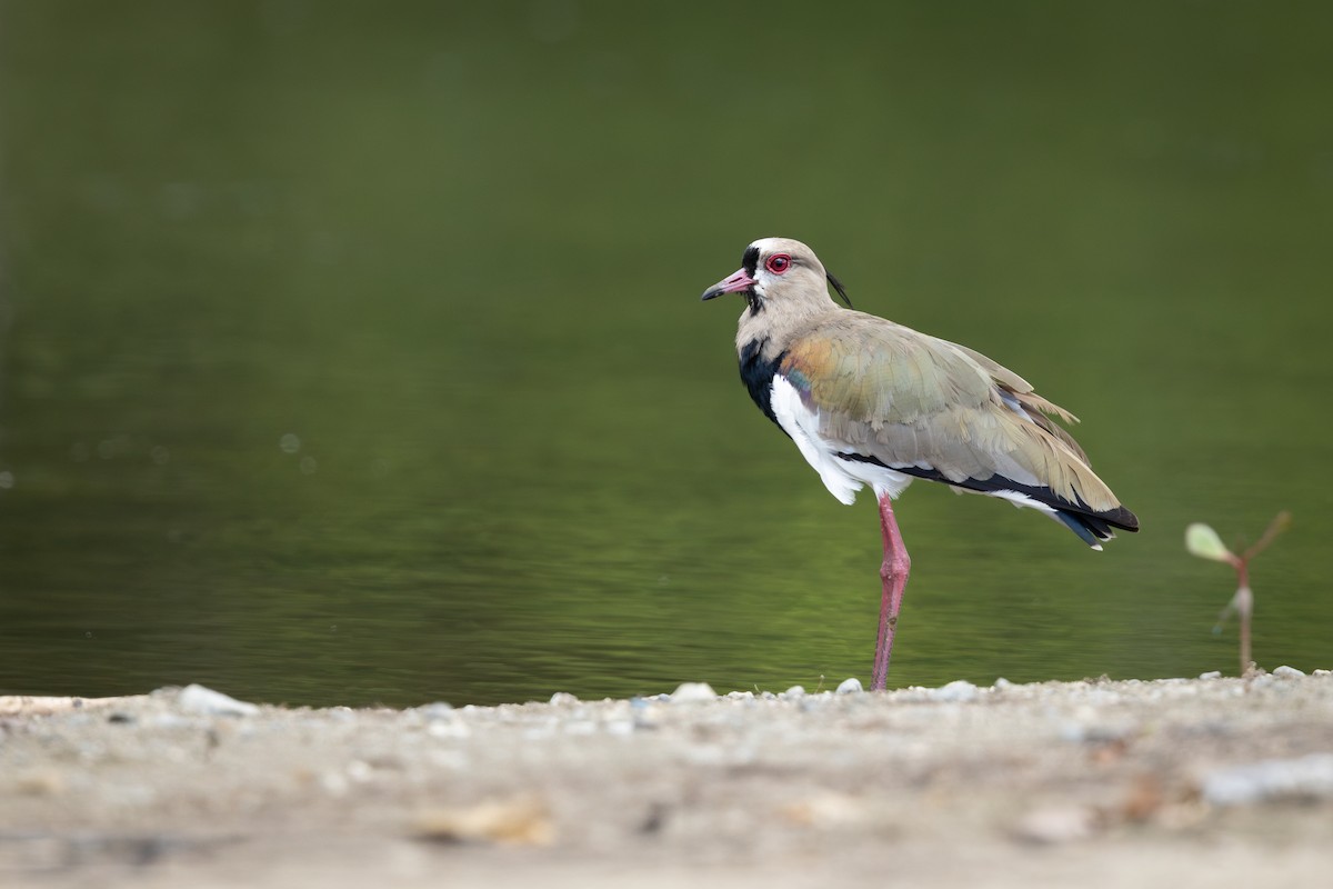 Southern Lapwing - ML641417354
