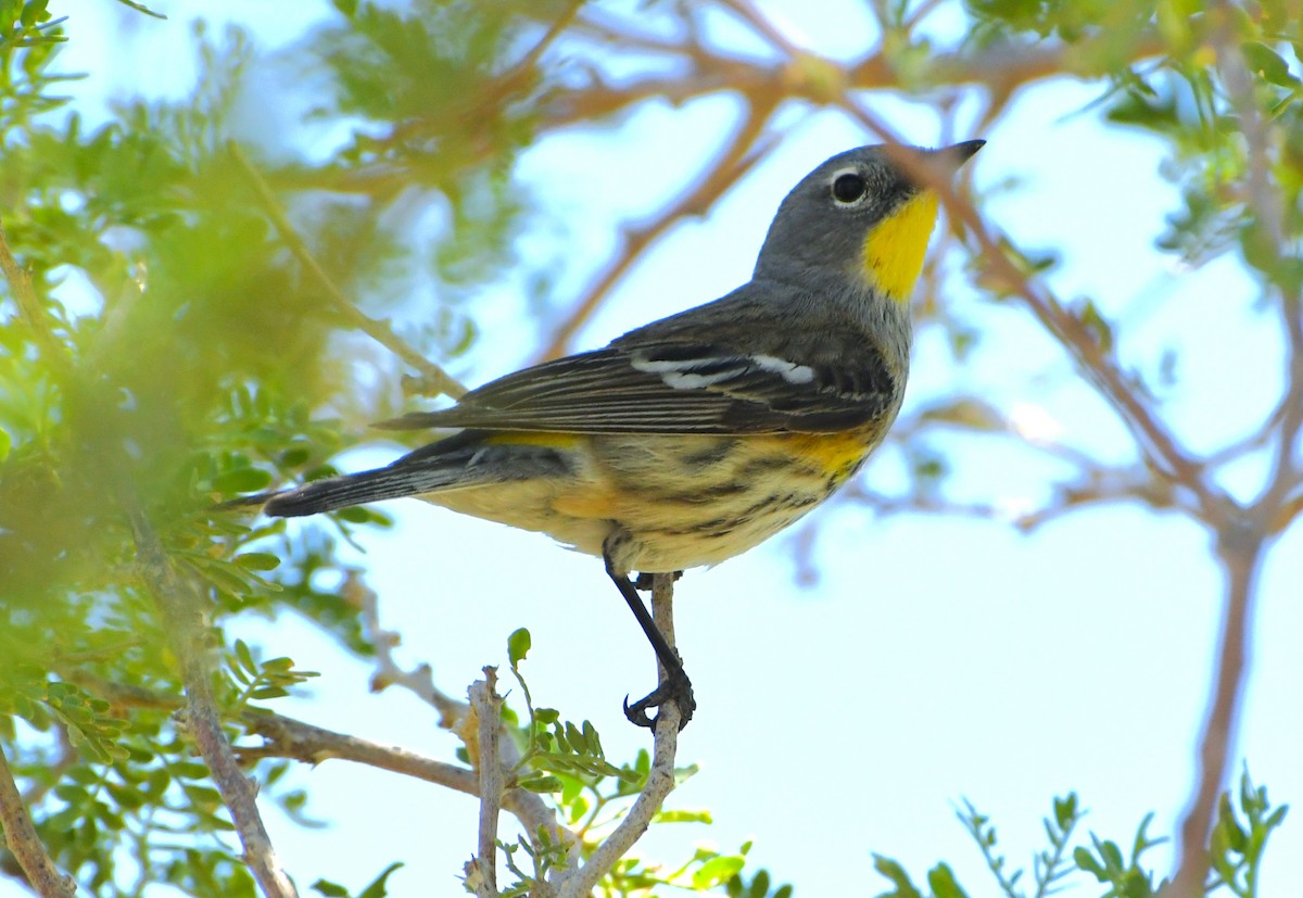 Yellow-rumped Warbler - ML641417357