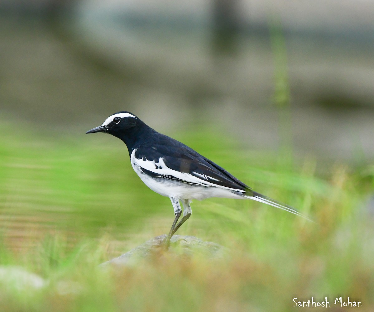 White-browed Wagtail - ML641417362