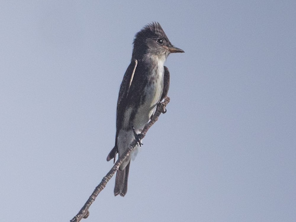 Olive-sided Flycatcher - ML641417367