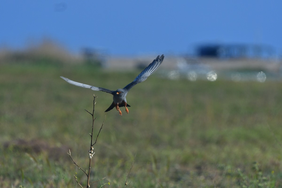 Red-footed Falcon - ML641417370