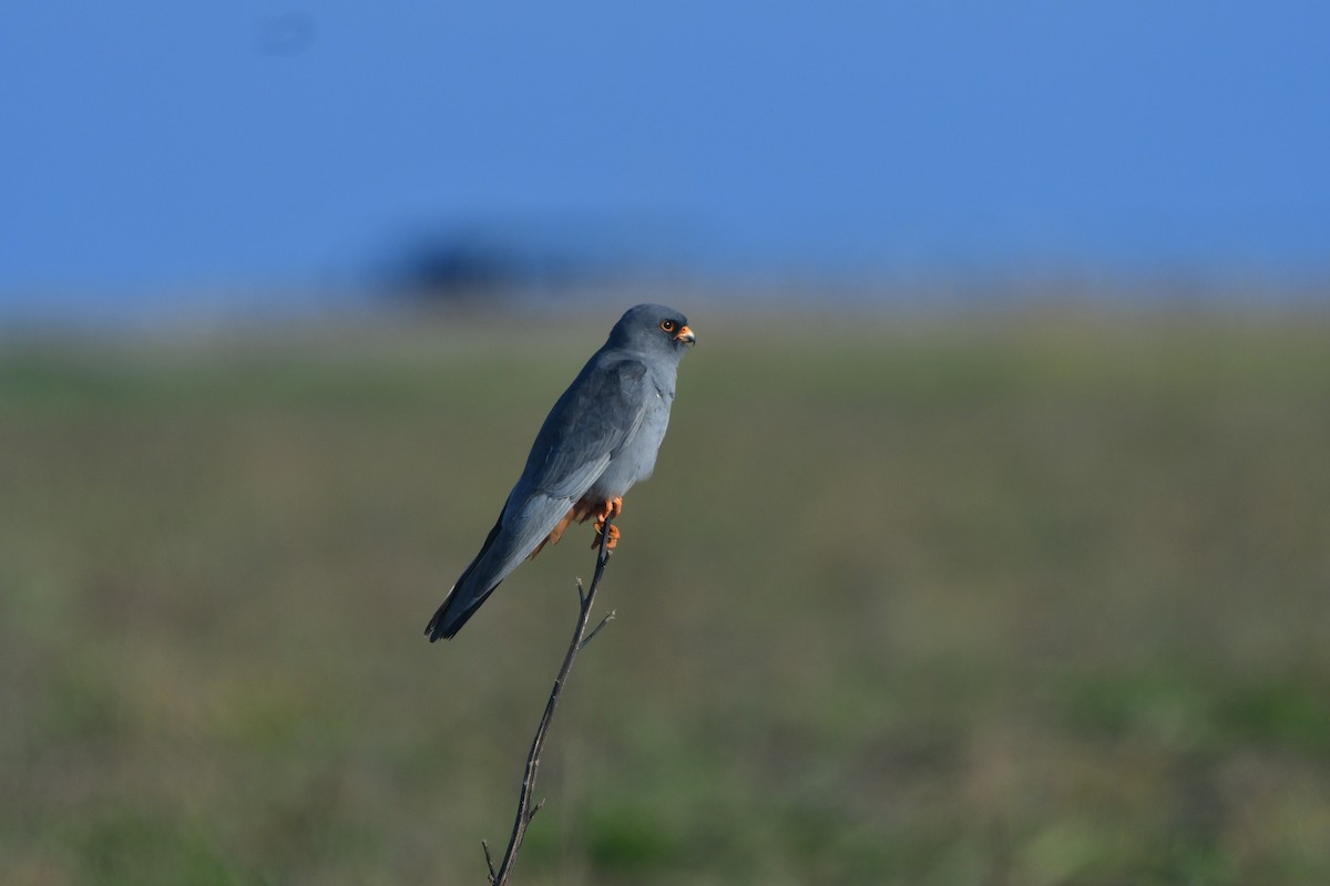 Red-footed Falcon - ML641417371