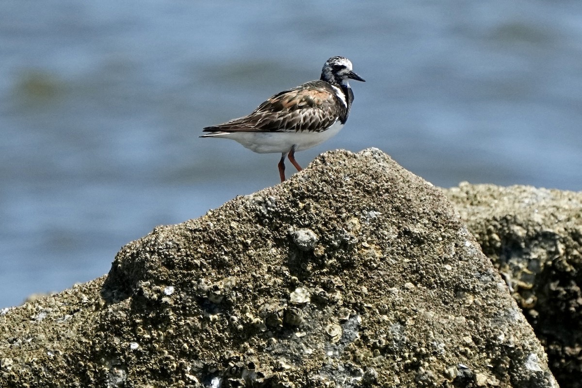 Ruddy Turnstone - ML641417374
