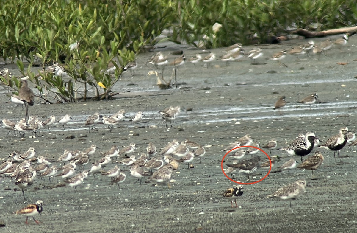 Surfbird - ML641417375