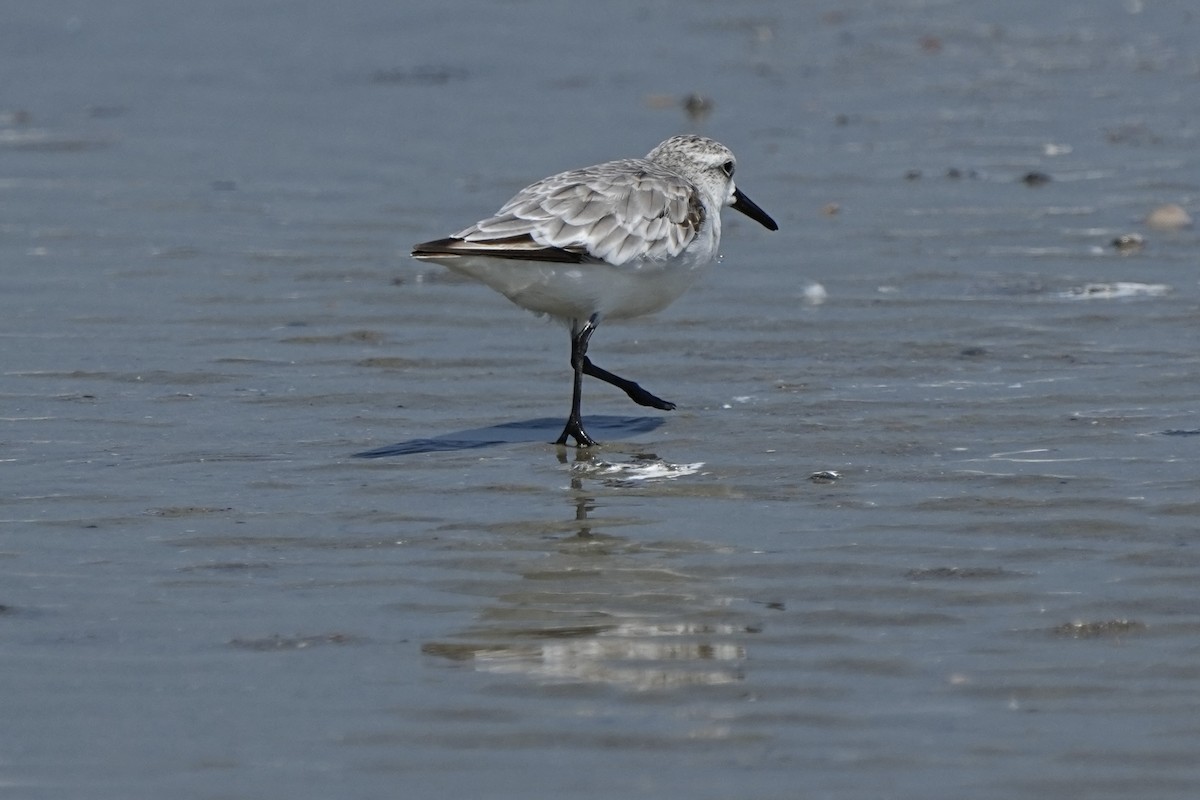 Sanderling - ML641417377