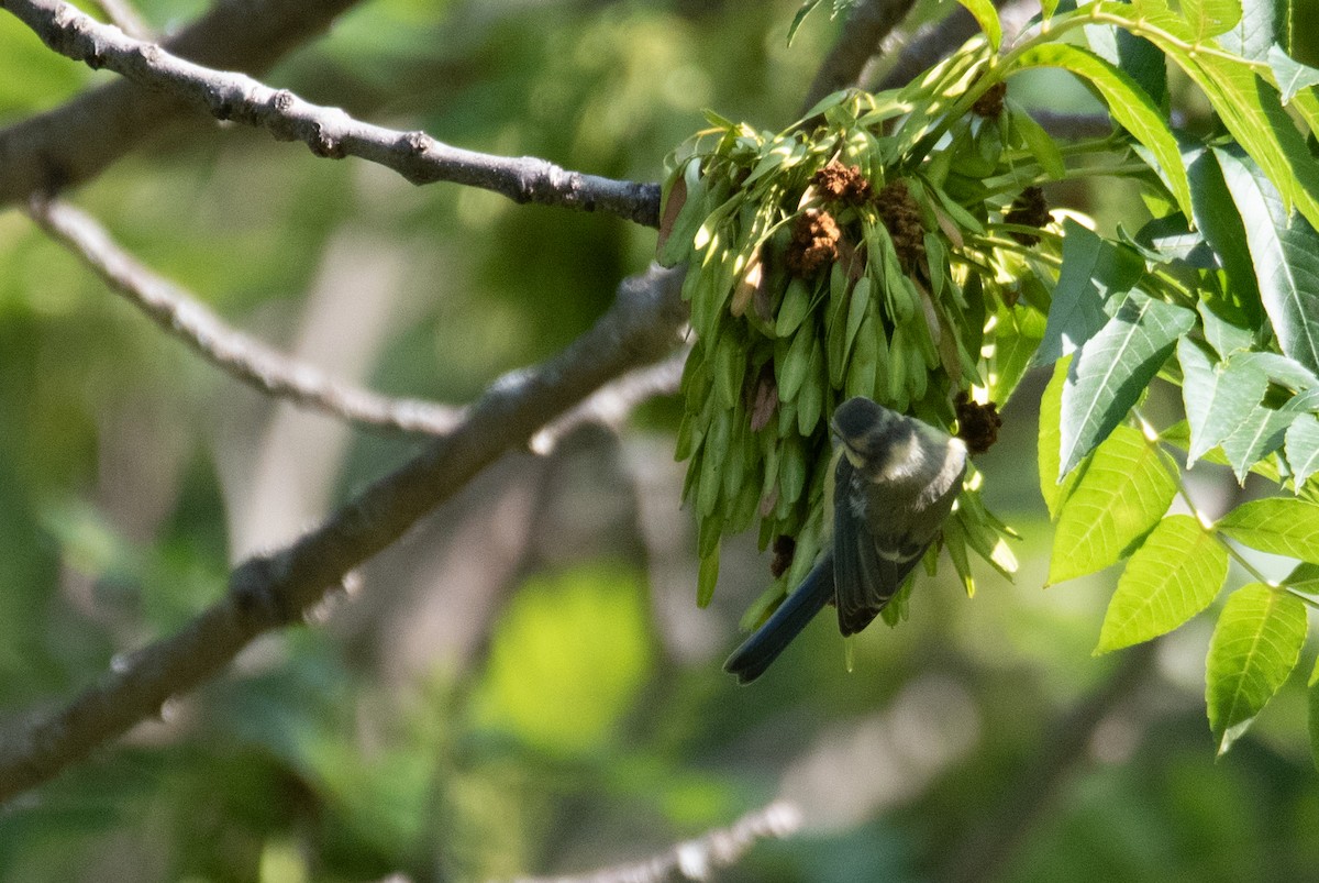 Eurasian Blue Tit - ML641417378