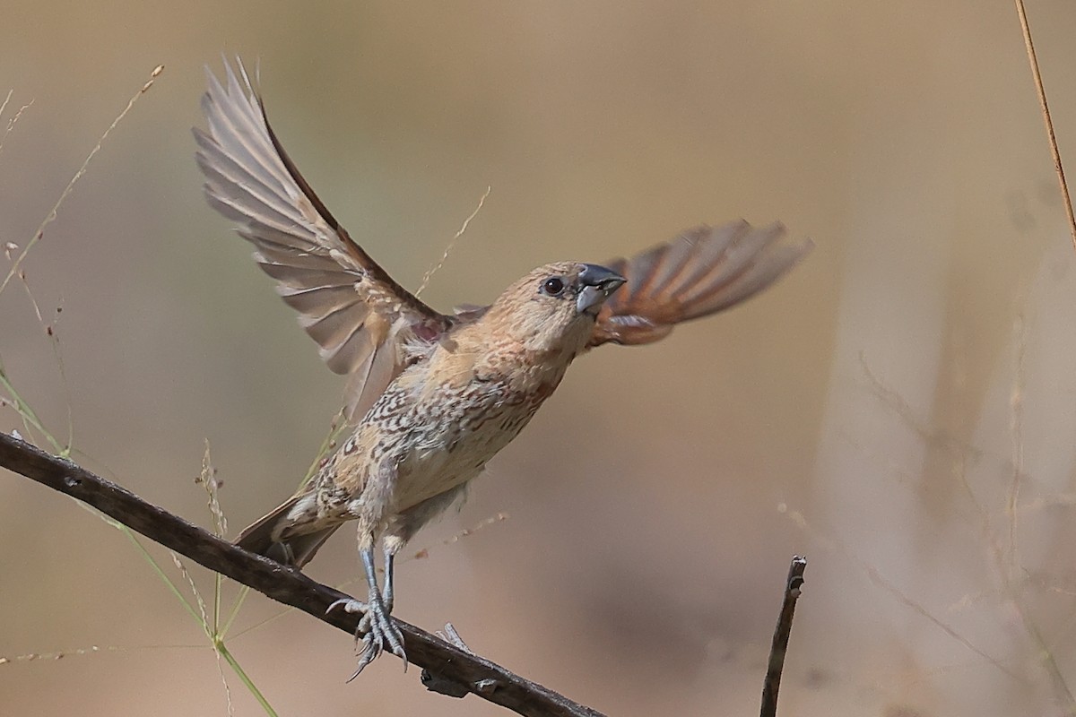 Scaly-breasted Munia - ML641417380