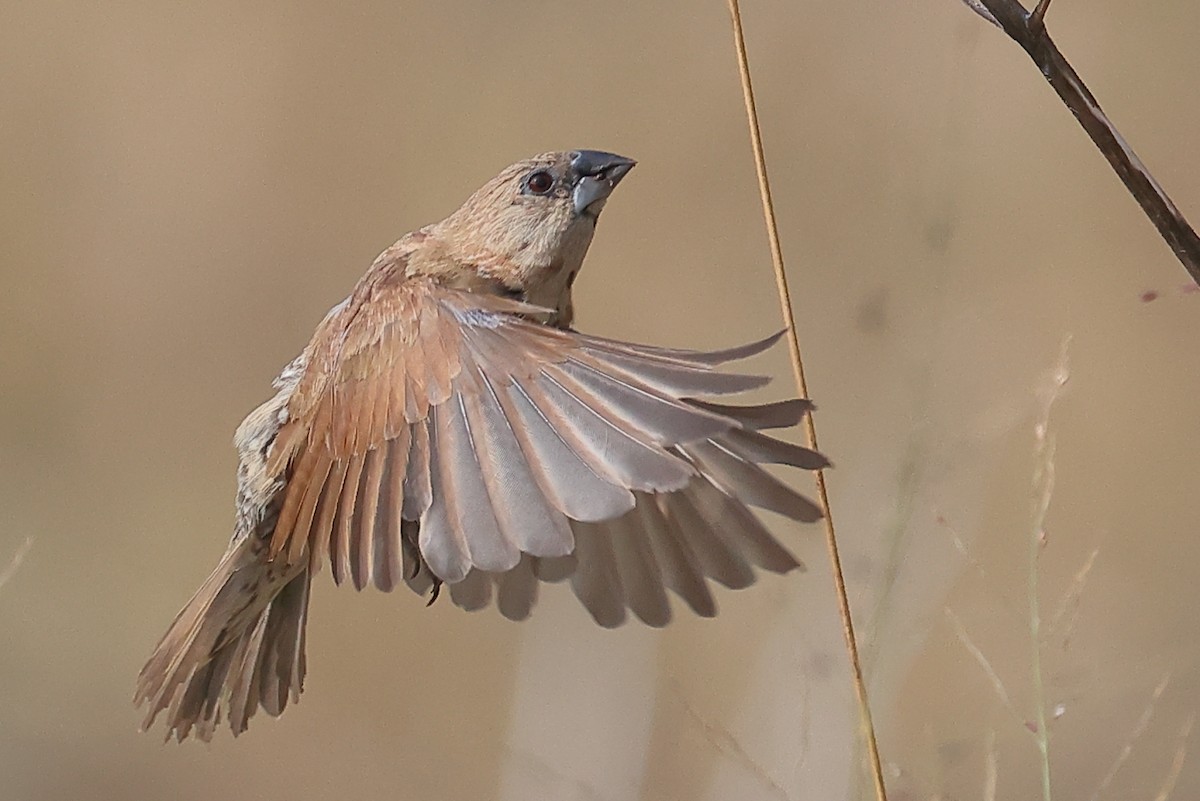 Scaly-breasted Munia - ML641417381
