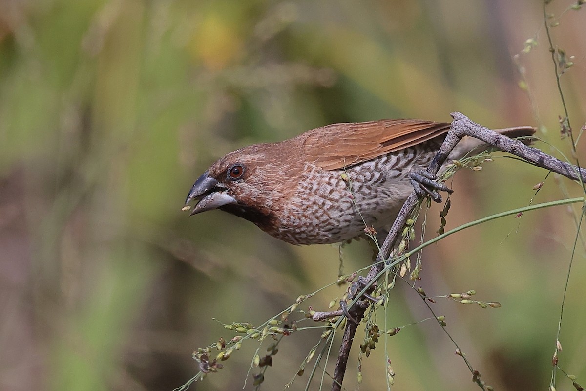 Scaly-breasted Munia - ML641417382