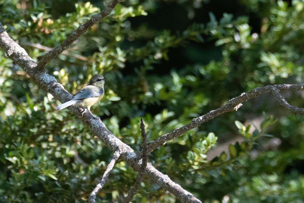 Eurasian Blue Tit - ML641417383