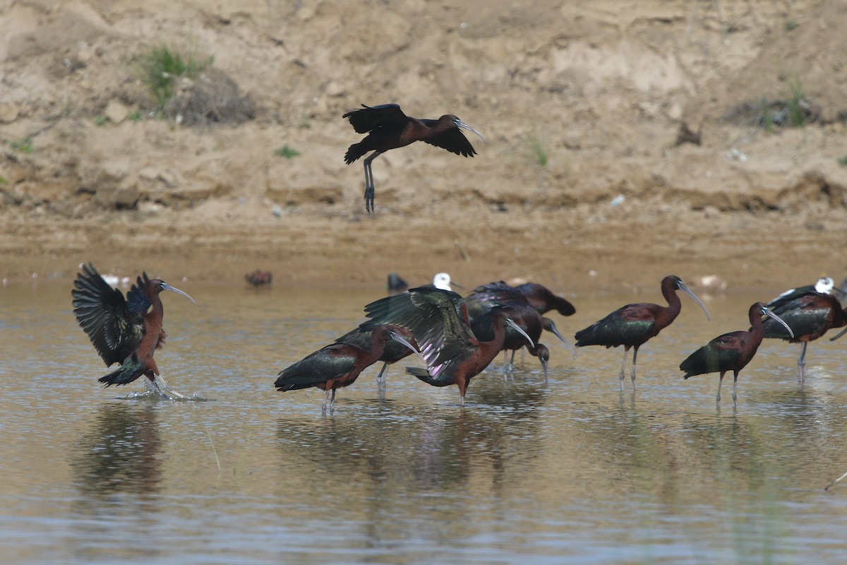 Glossy Ibis - ML641417385