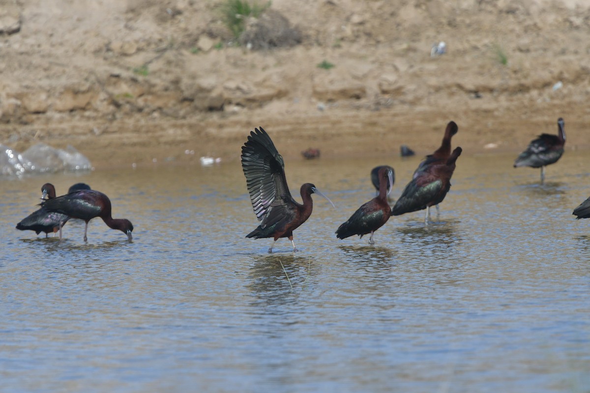 Glossy Ibis - ML641417386