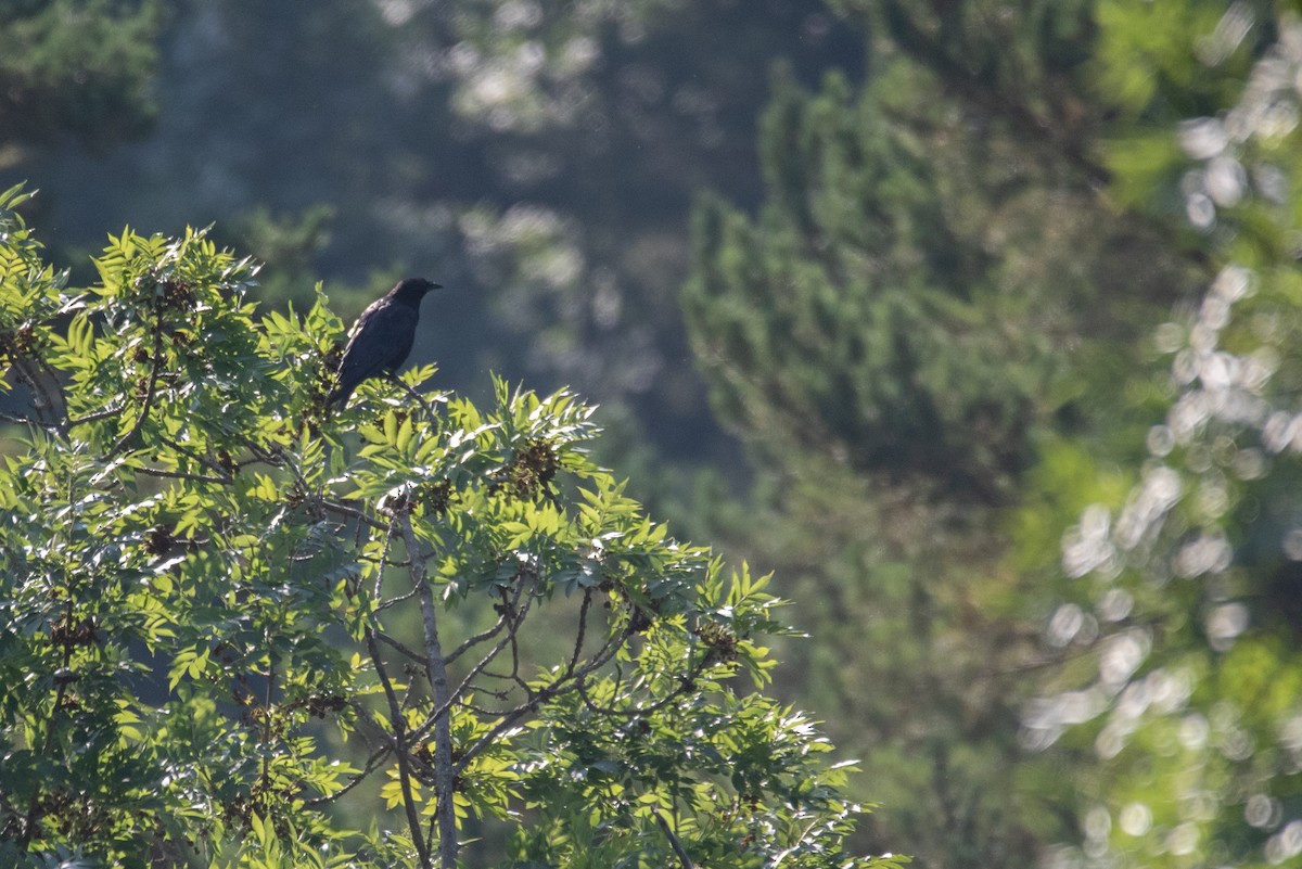 Carrion Crow - ML641417387