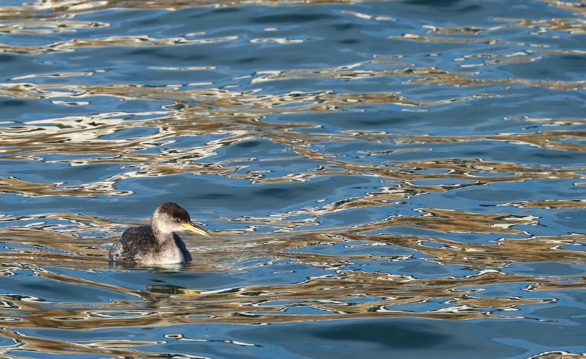 Red-necked Grebe - ML641417388