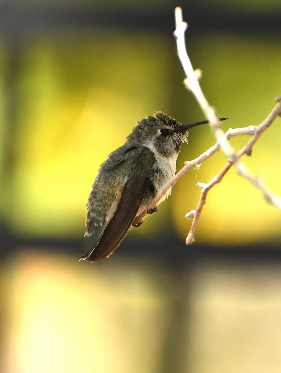 Black-chinned Hummingbird - ML641417389