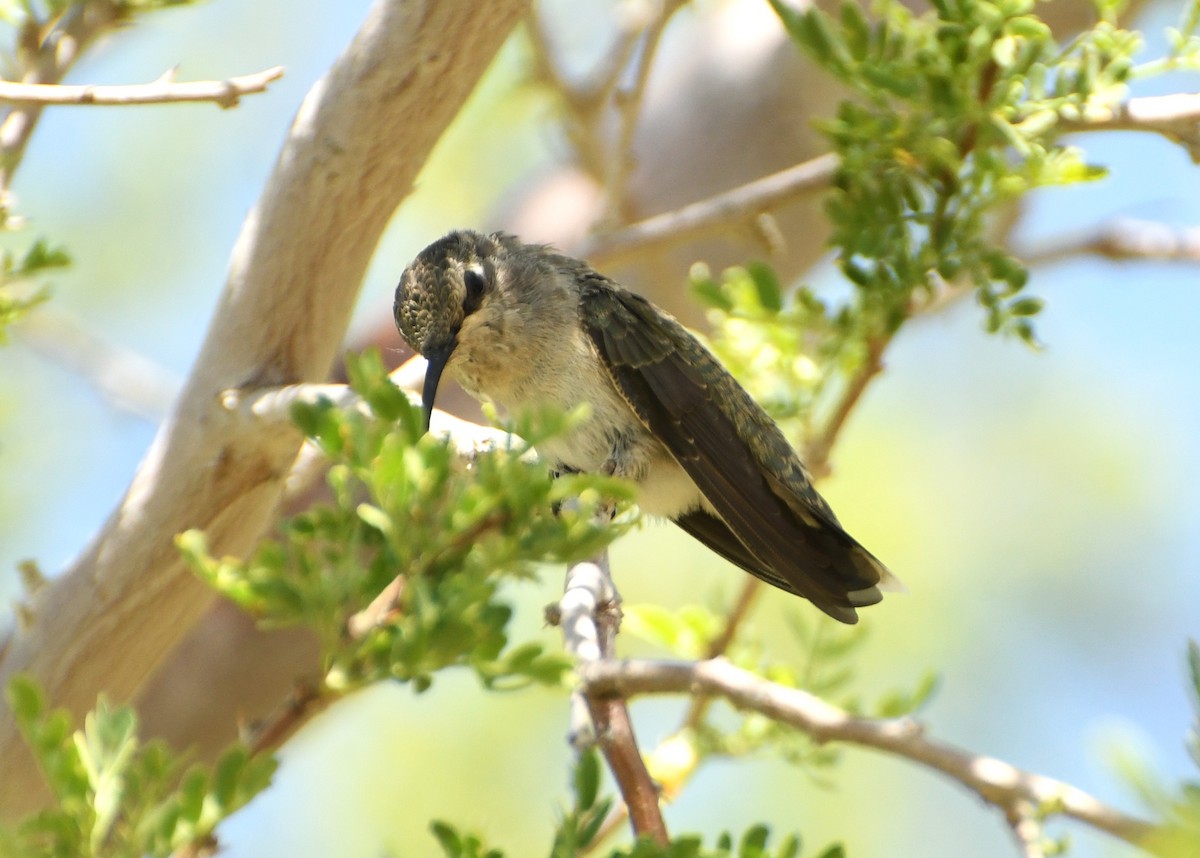 Black-chinned Hummingbird - ML641417390
